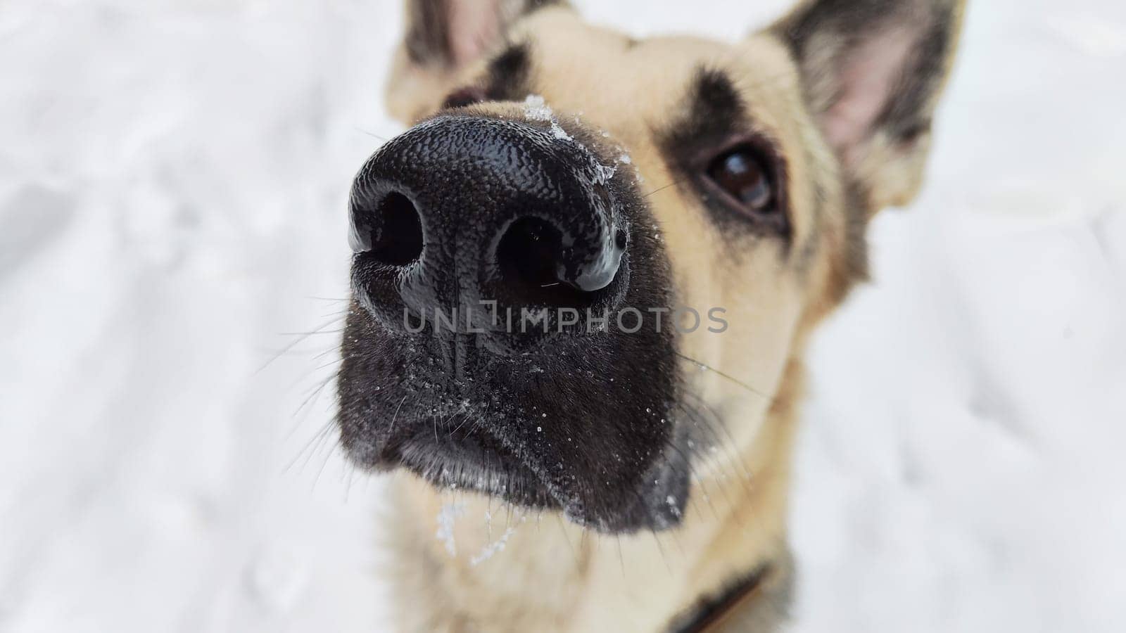 Portrait and bit muzzle of Dog German Shepherd and black nose. Russian eastern European dog veo and partial focus