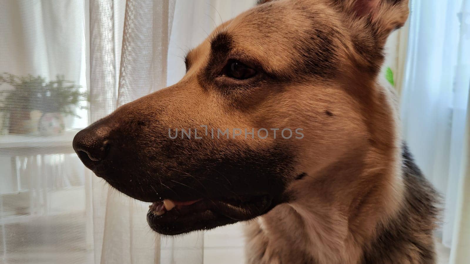 Dog German Shepherd inside of room. Russian eastern European dog veo indoors