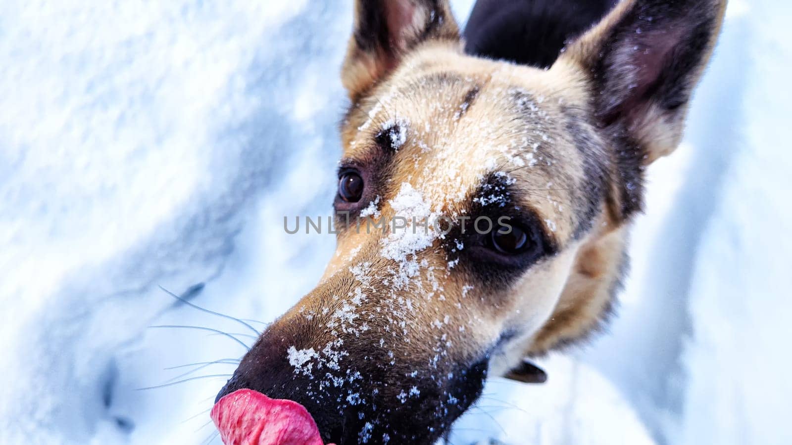 Dog German Shepherd in winter day and white snow arround. Waiting eastern European dog veo and white snow