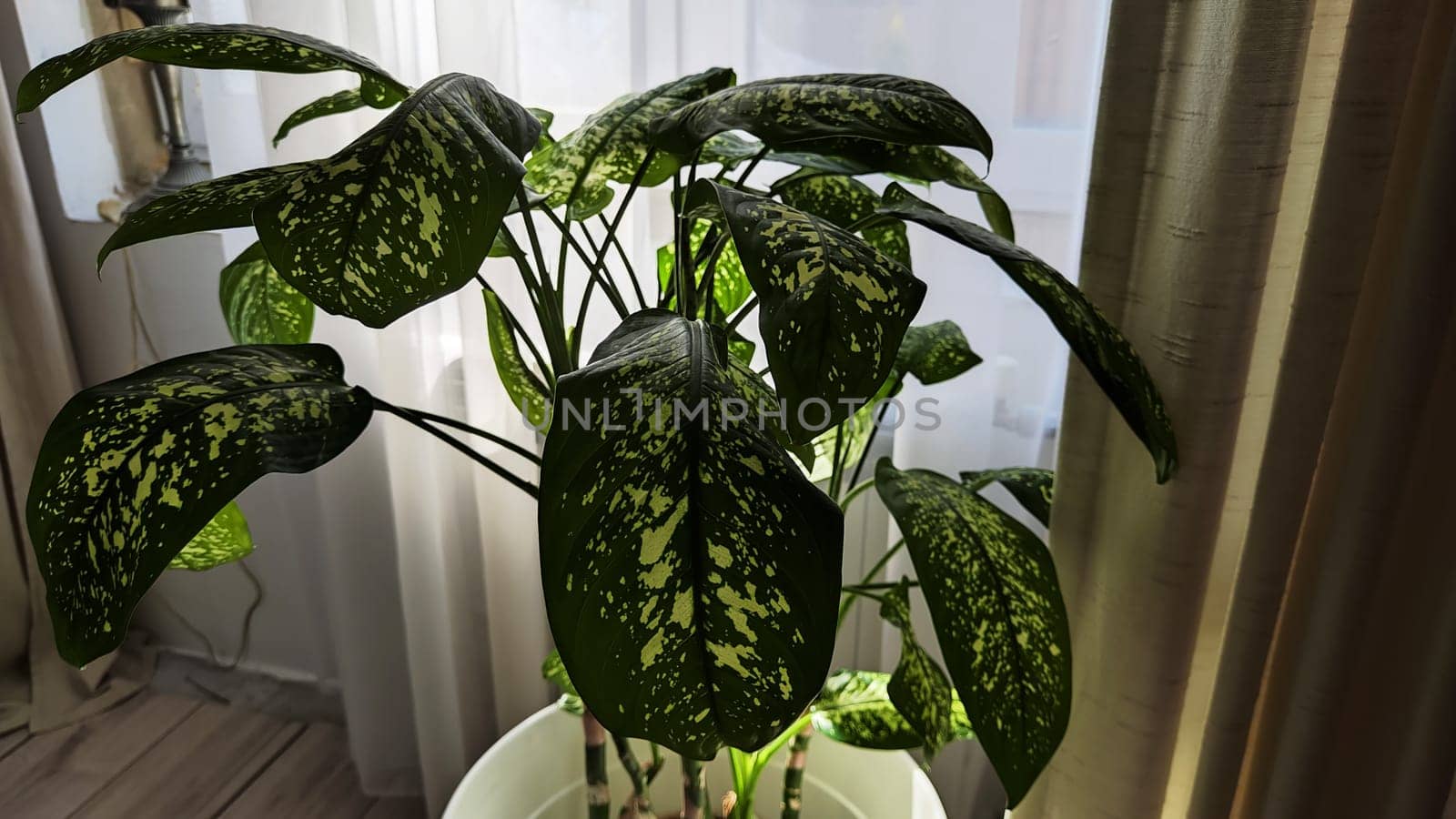 Dieffenbachia plant in a pot on a stool by the window. Retro interior in light colors. Background with plant with green leaves and fabric