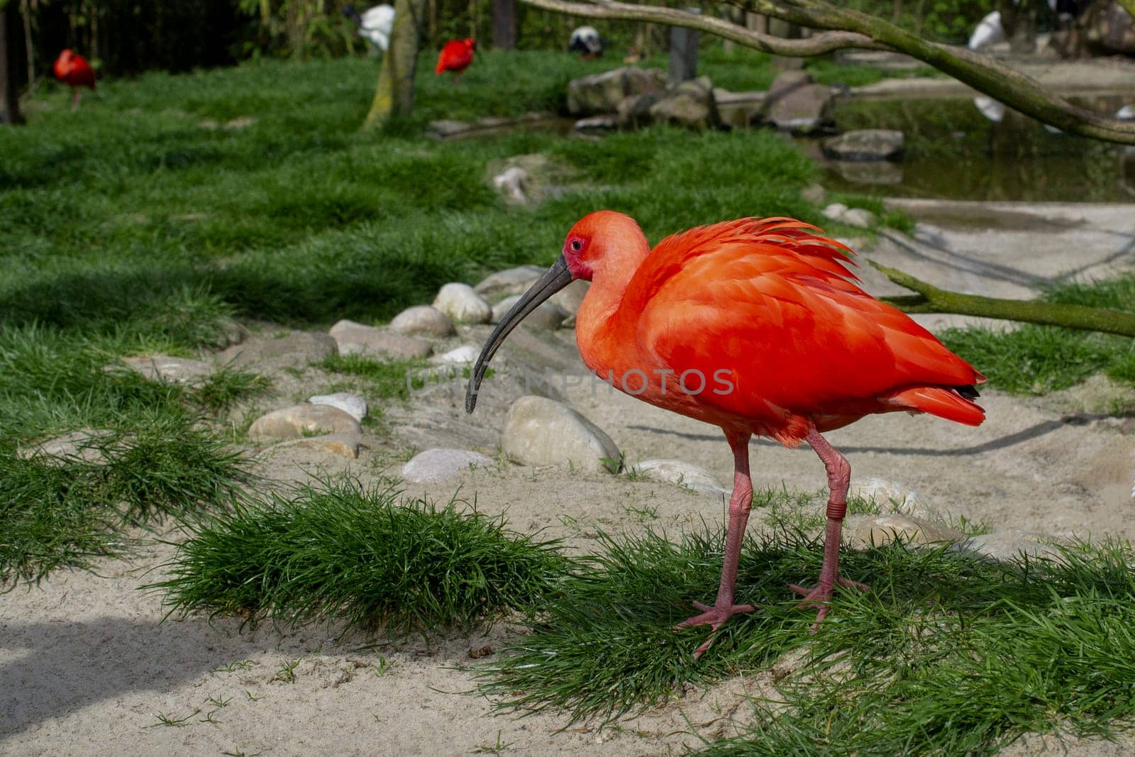 Scarlet ibis. Eudocimus ruber. Wildlife animal. High quality photo