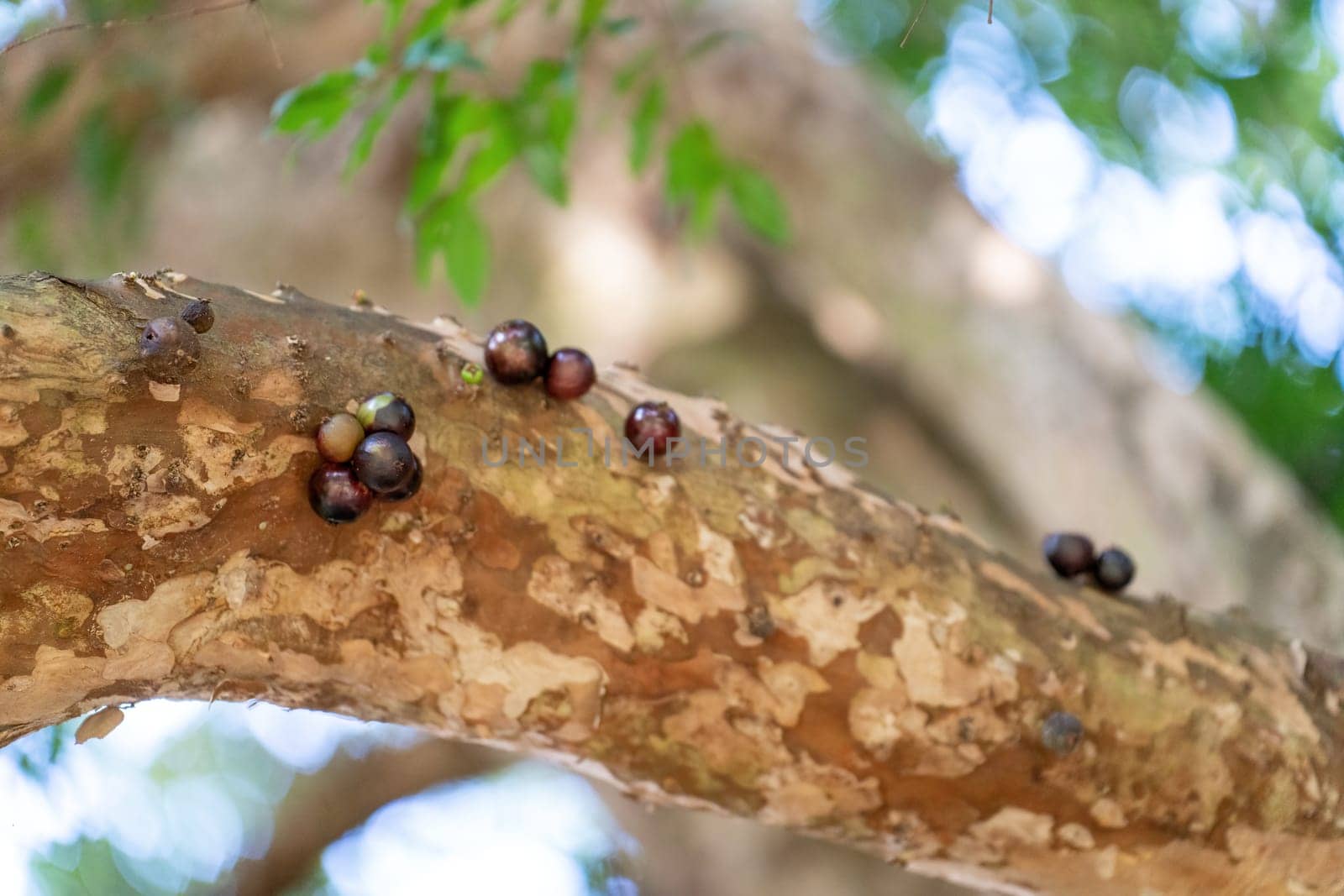 A close-up view of a Jabuticaba tree showing the unique way in which its fruits grow directly from the trunk.