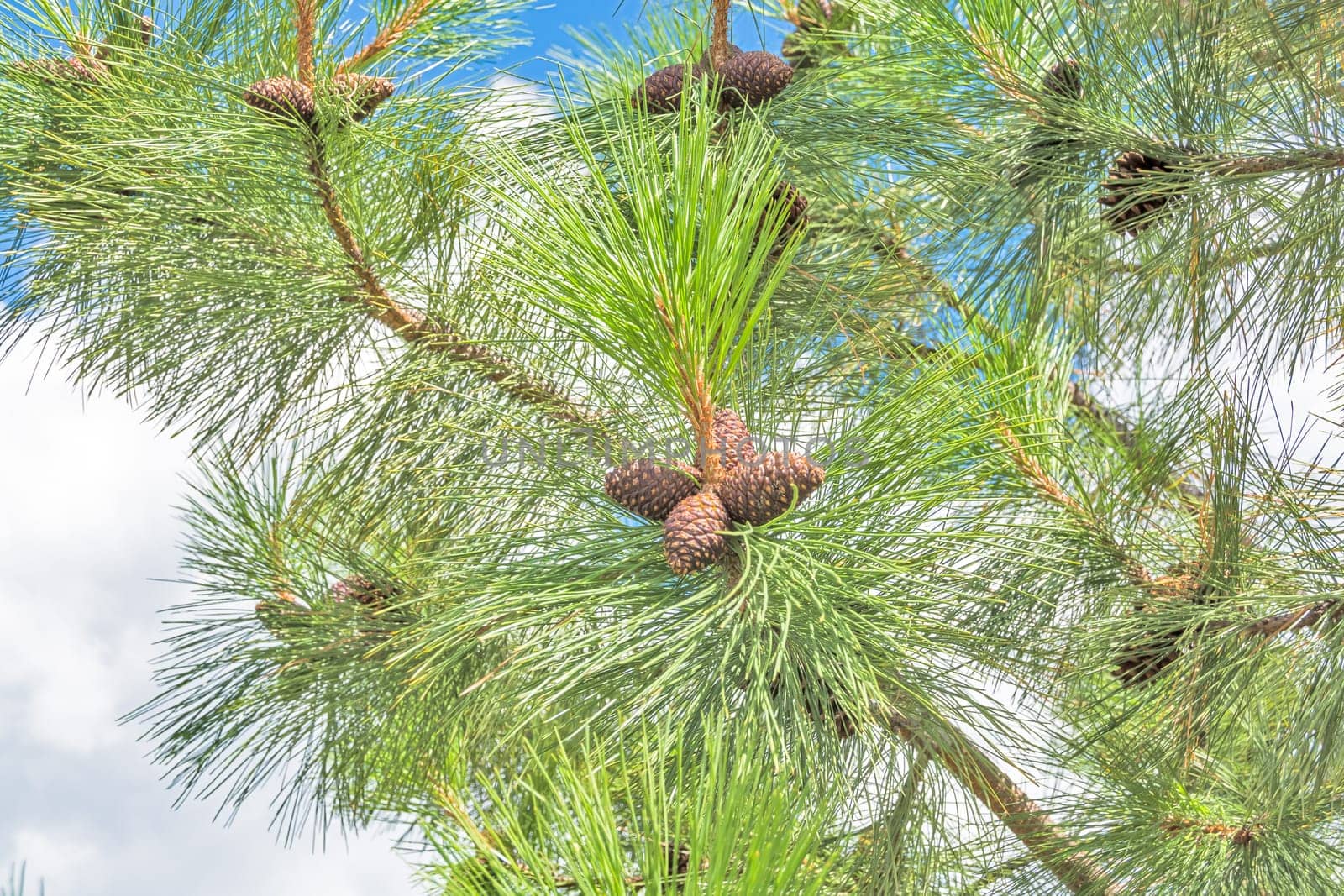 Pine cones on the branch on blue sky background by Imagenet