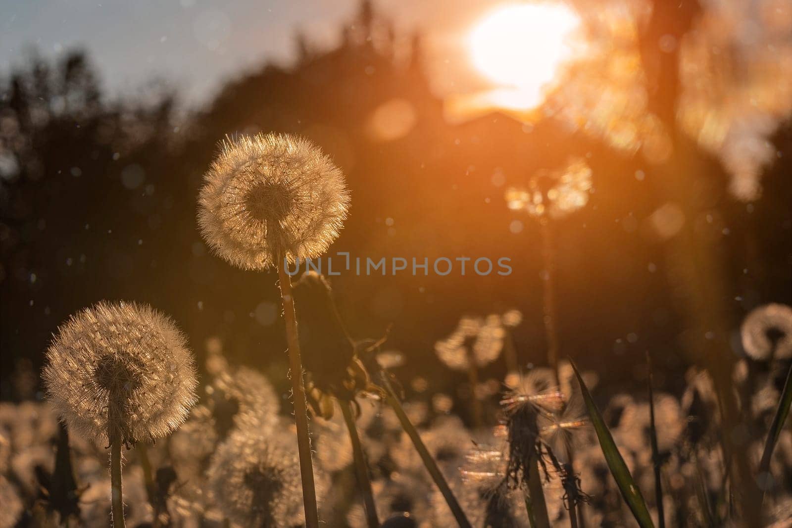 Fluffy dandelions glow in the rays of sunlight at sunset in the field.