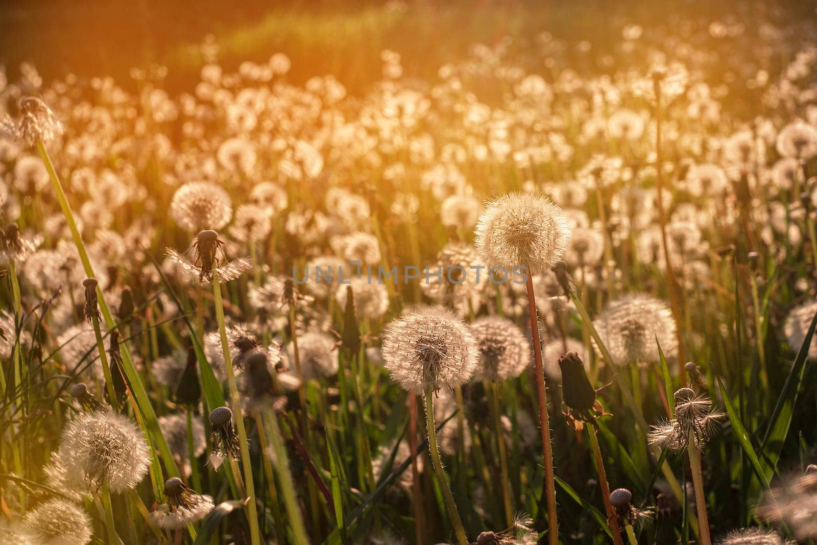 Fluffy dandelions glow in the rays of sunlight at sunset in the field.