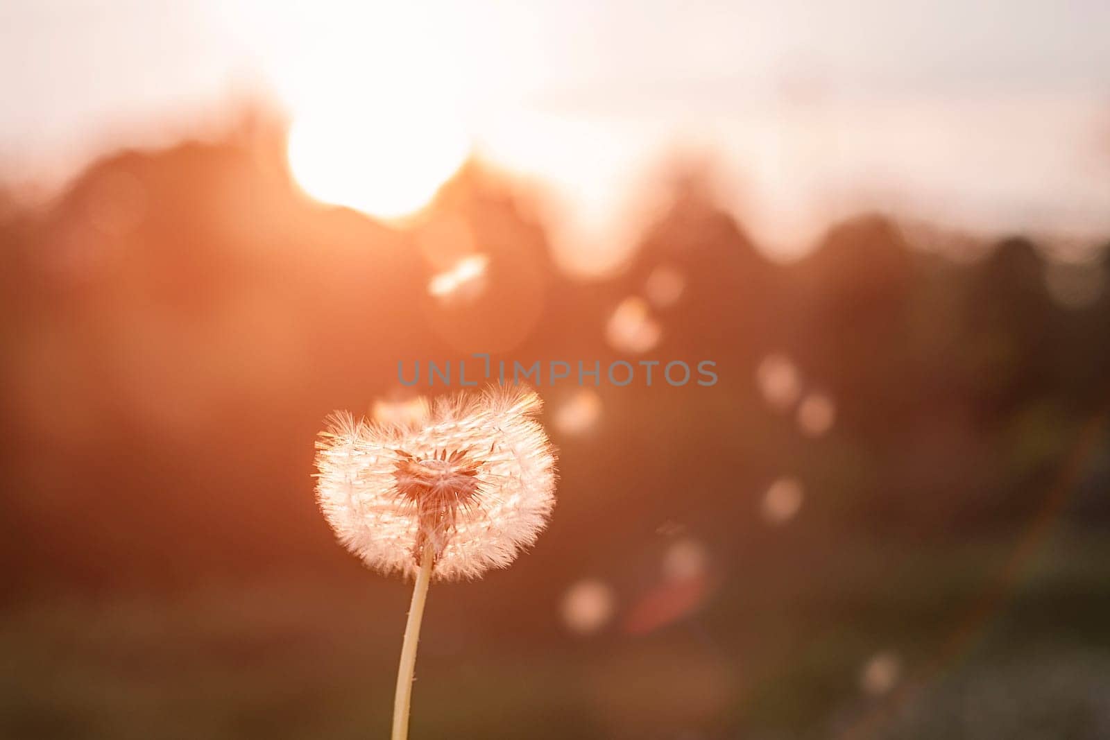 Fluffy dandelion glow in the rays of sunlight at sunset in the field.