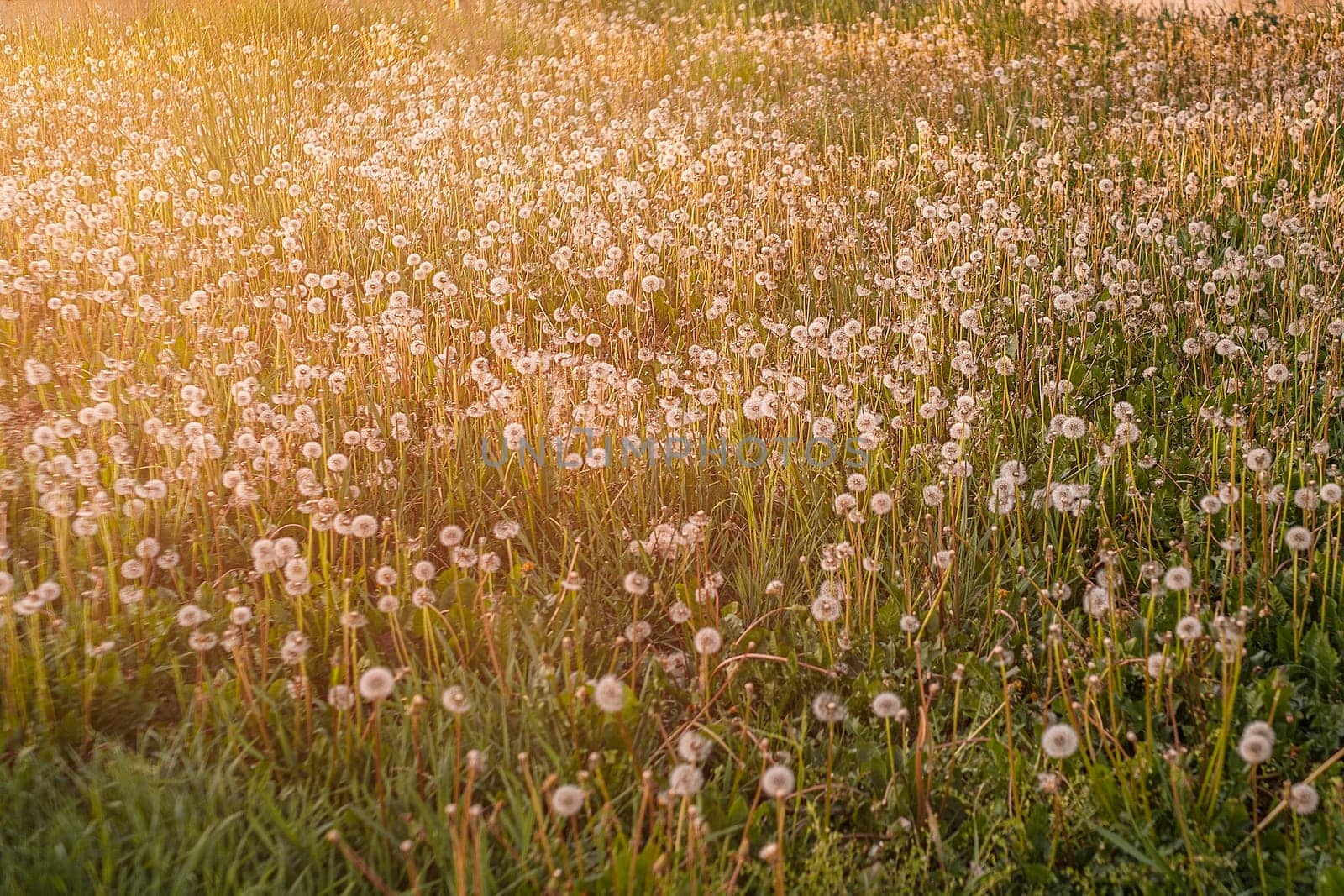 Fluffy dandelions glow in the rays of sunlight at sunset in the field.