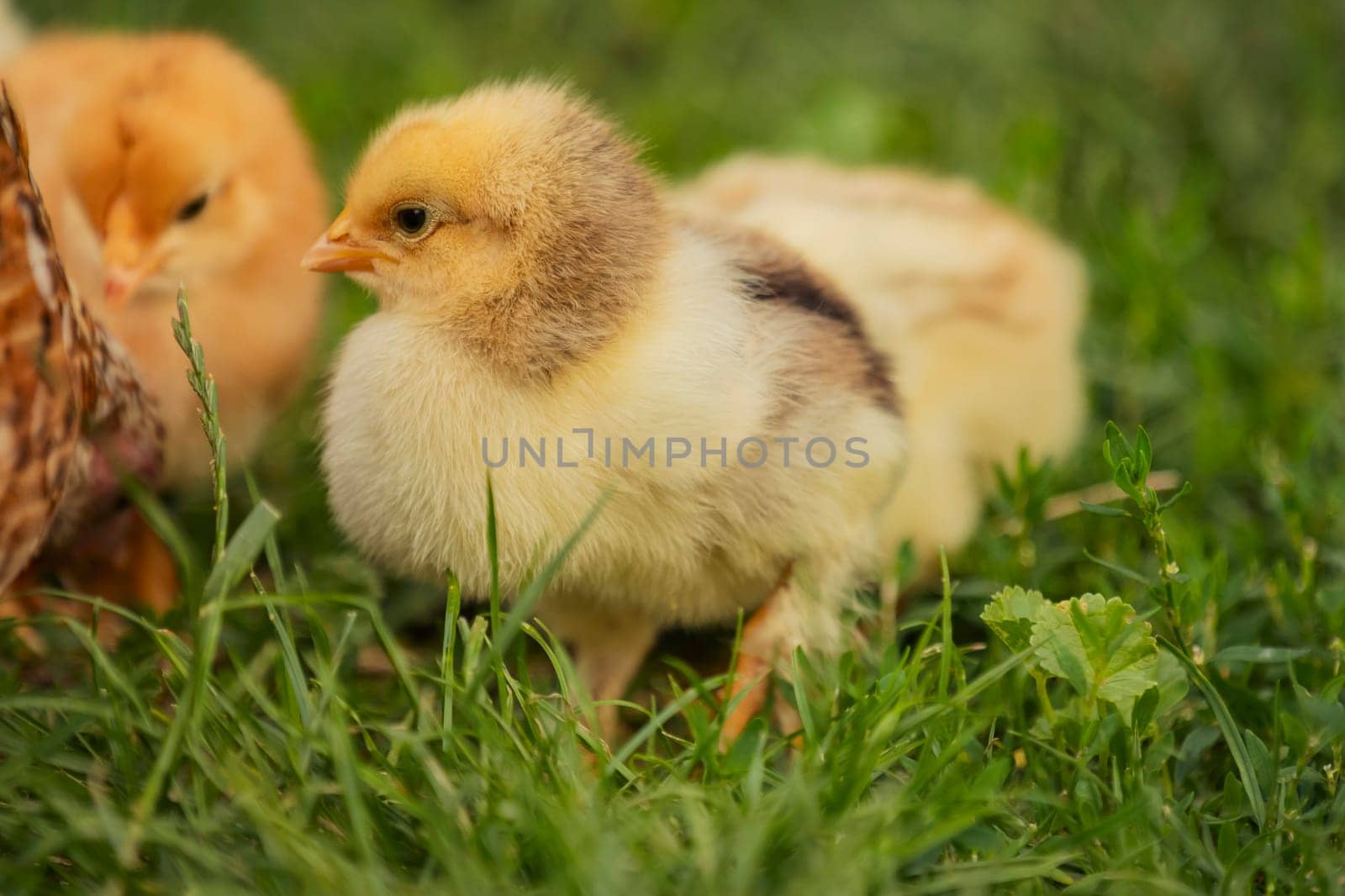 little chicks stand near their mum chicken in the green grass