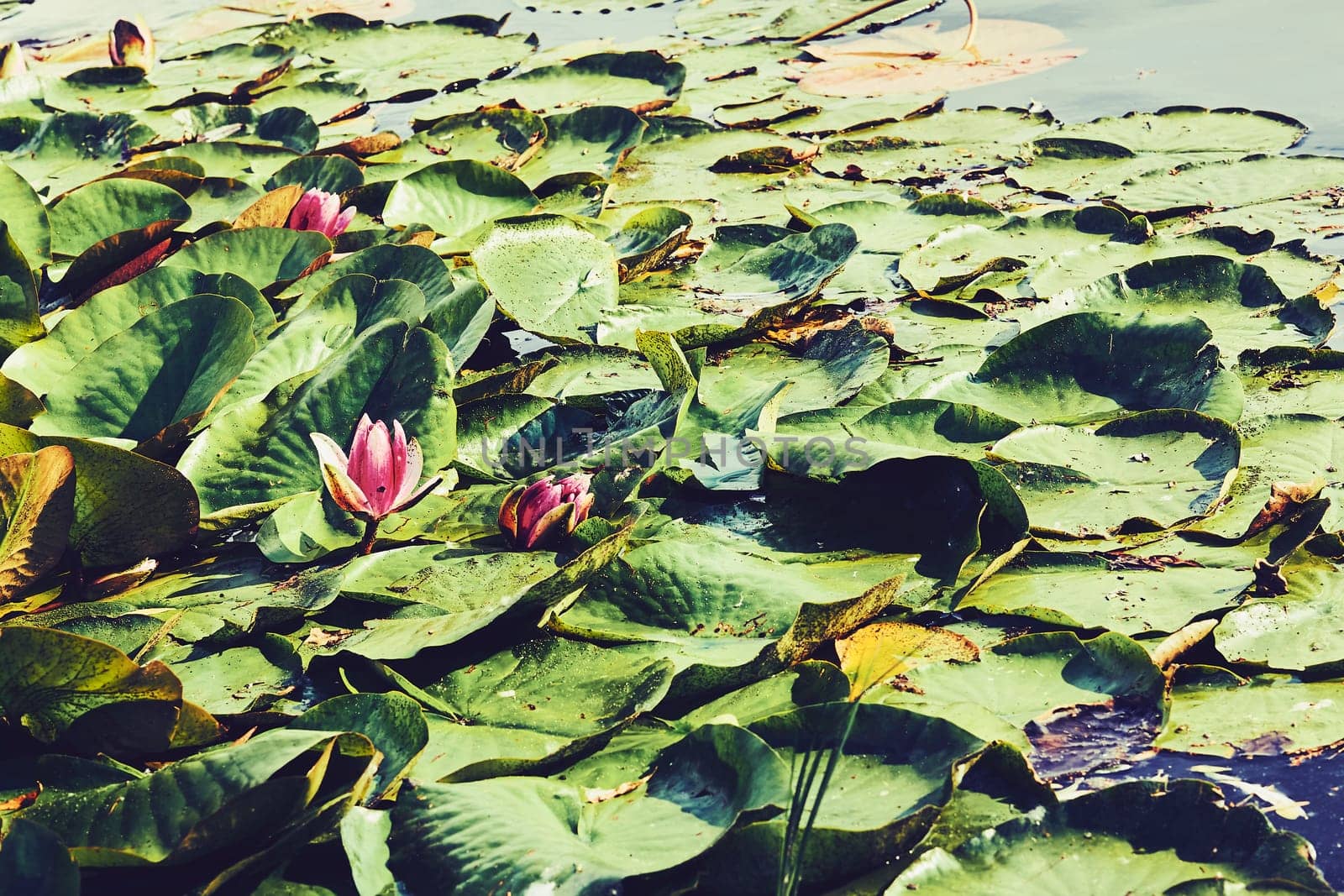 Delicate pink water lilies Nymphaea on large dark green leaves by jovani68