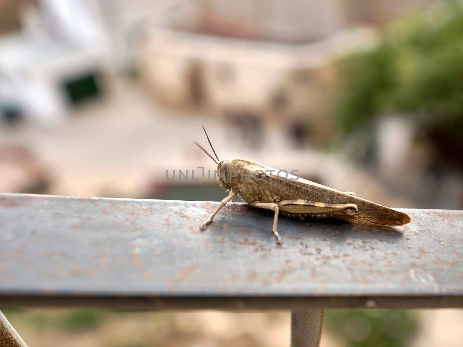 A grasshopper on a metal fence, background out of focus.Detail and macro photography, texture,