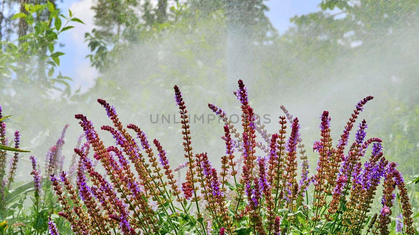 the supply of water to land or crops to help growth, typically by means of channels.