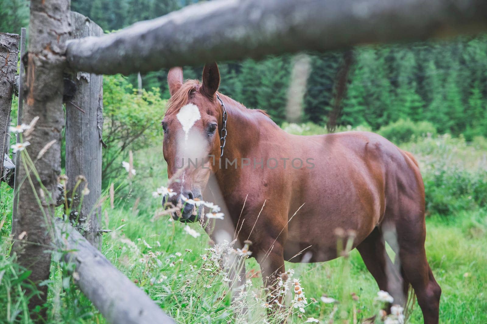 horse grazes in a meadow behind a wooden fence in the Carpathians Ukraine
