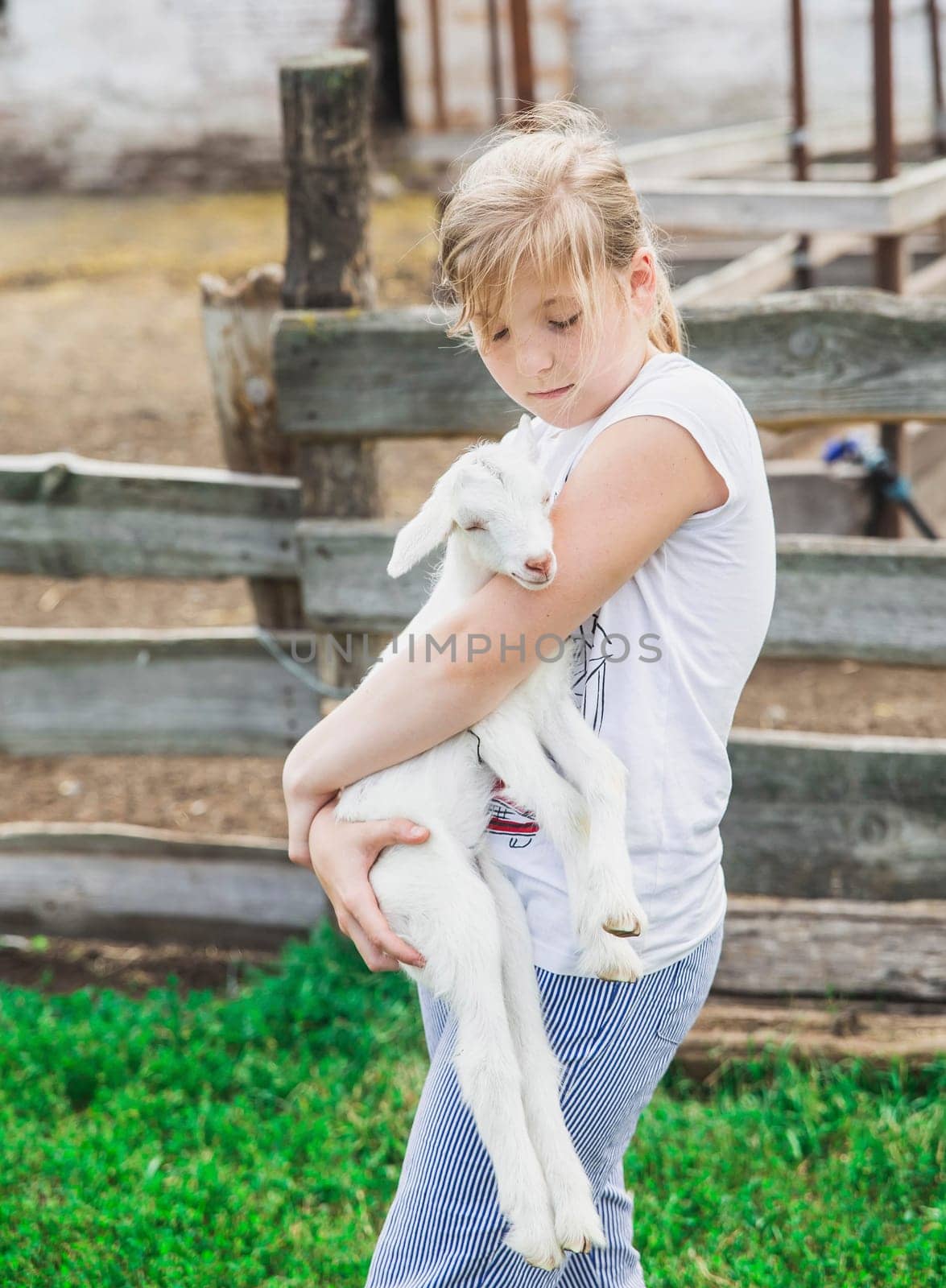 teenage girl holding a small goat at the farm.