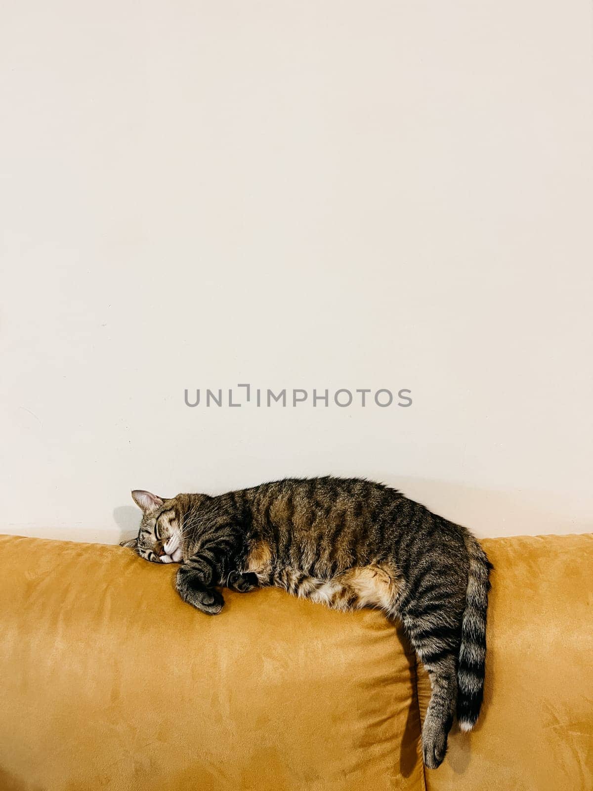 Tabby cat sleeps on the back of a yellow sofa in the room. High quality photo