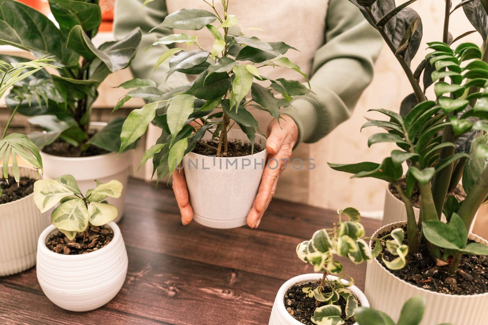 Home gardening, hobby, freelancing, cozy workplace. Grandmother gardener housewife in an apron holds a pot of ficus benjamin in her hands by Matiunina