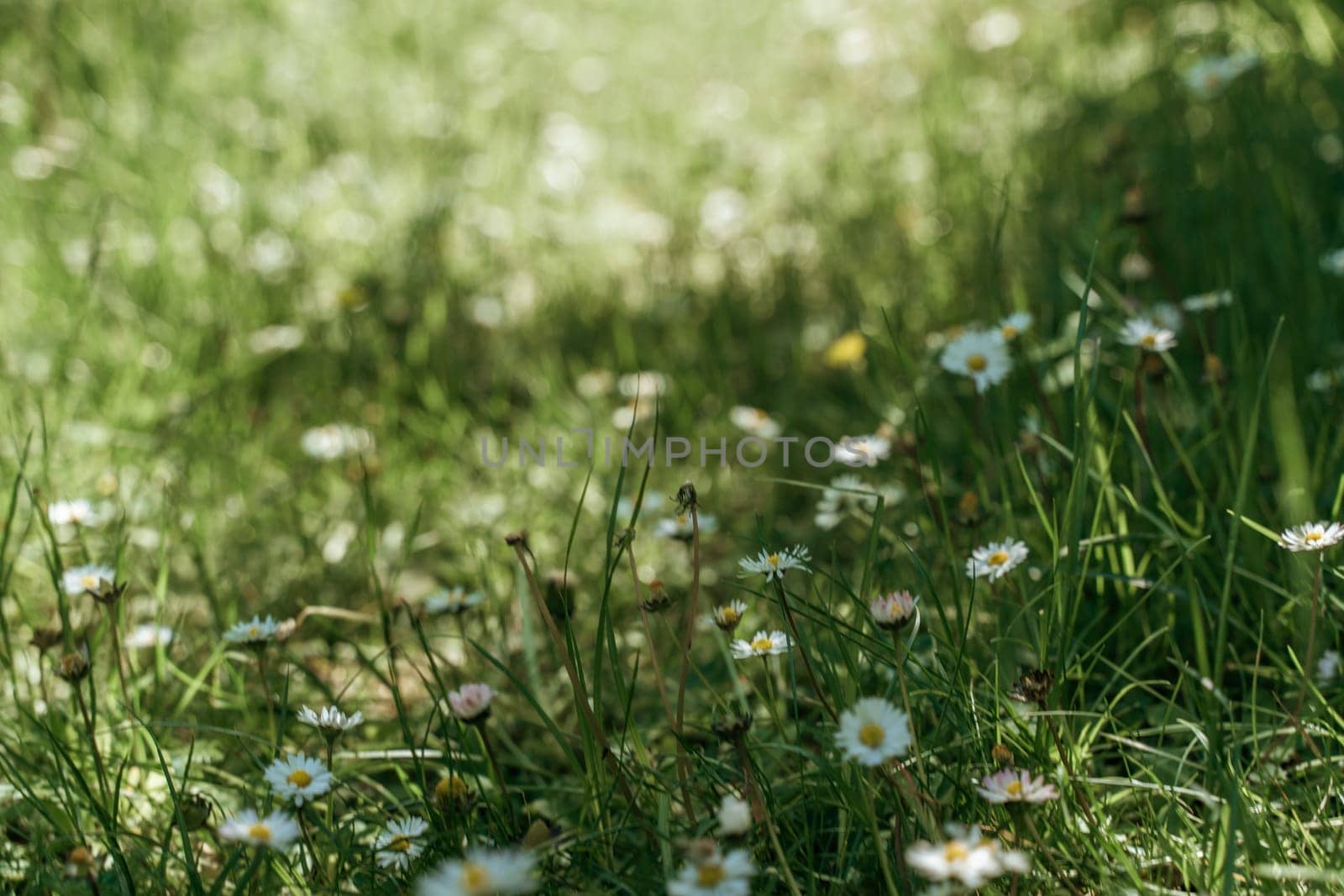 field of spring daisy flowers, natural background by Matiunina