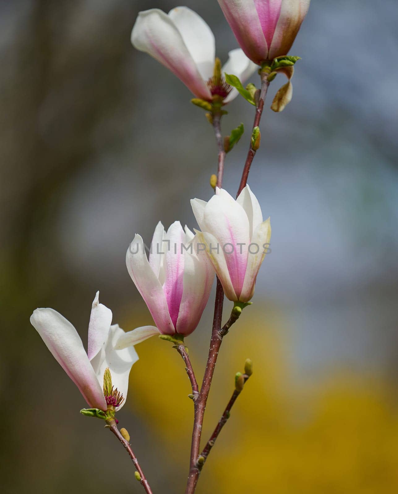 Bush with white magnolias in the park, spring day