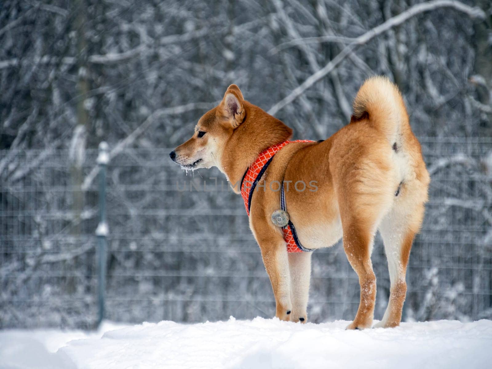 Japanese red coat dog is in winter forest. Portrait of beautiful Shiba inu male standing in the forest on the snow and trees background. High quality photo. Walk in winter