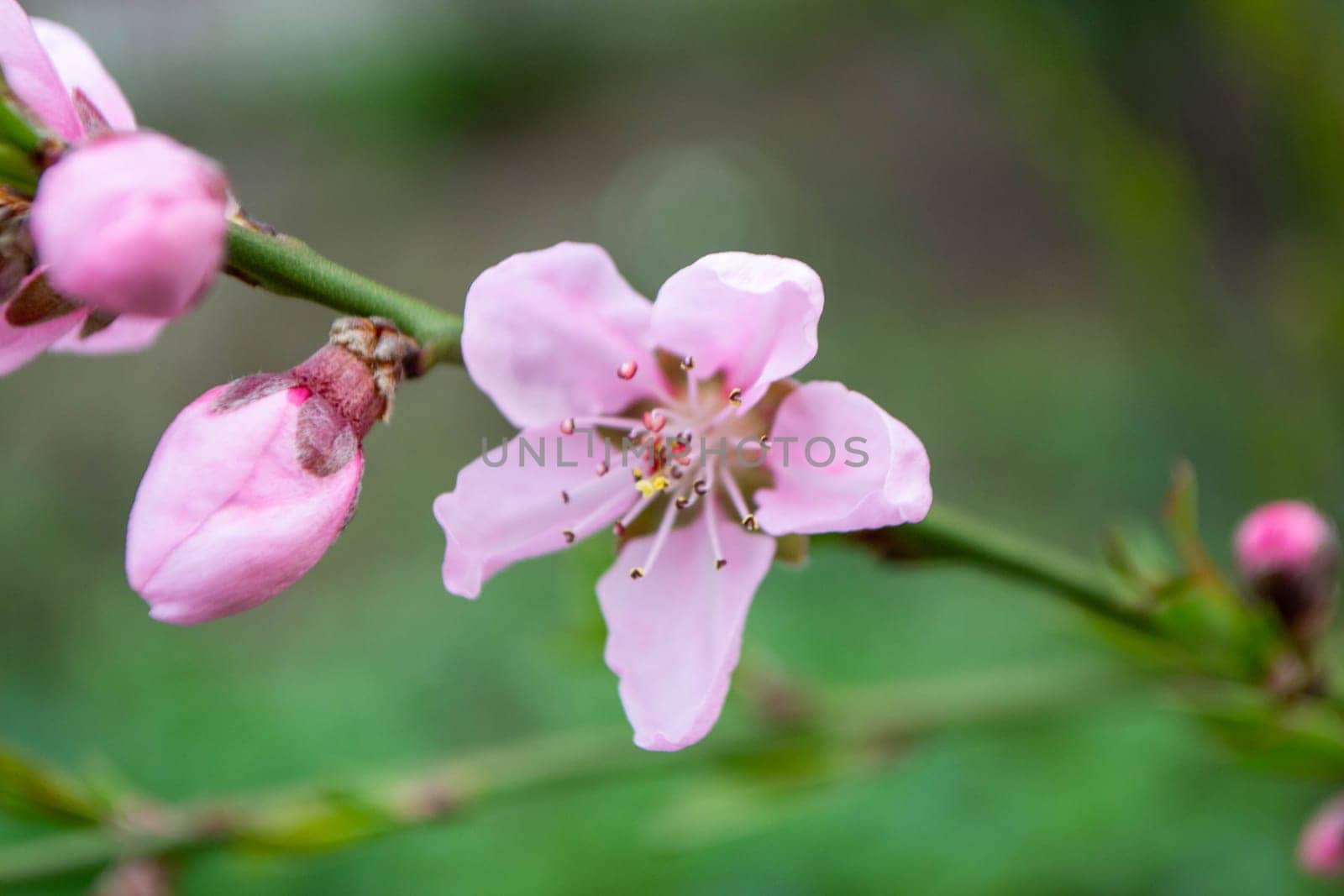 Beautiful Pink Sakura flowers, cherry blossom during springtime against blue sky, toned image with sun leak . High quality photo