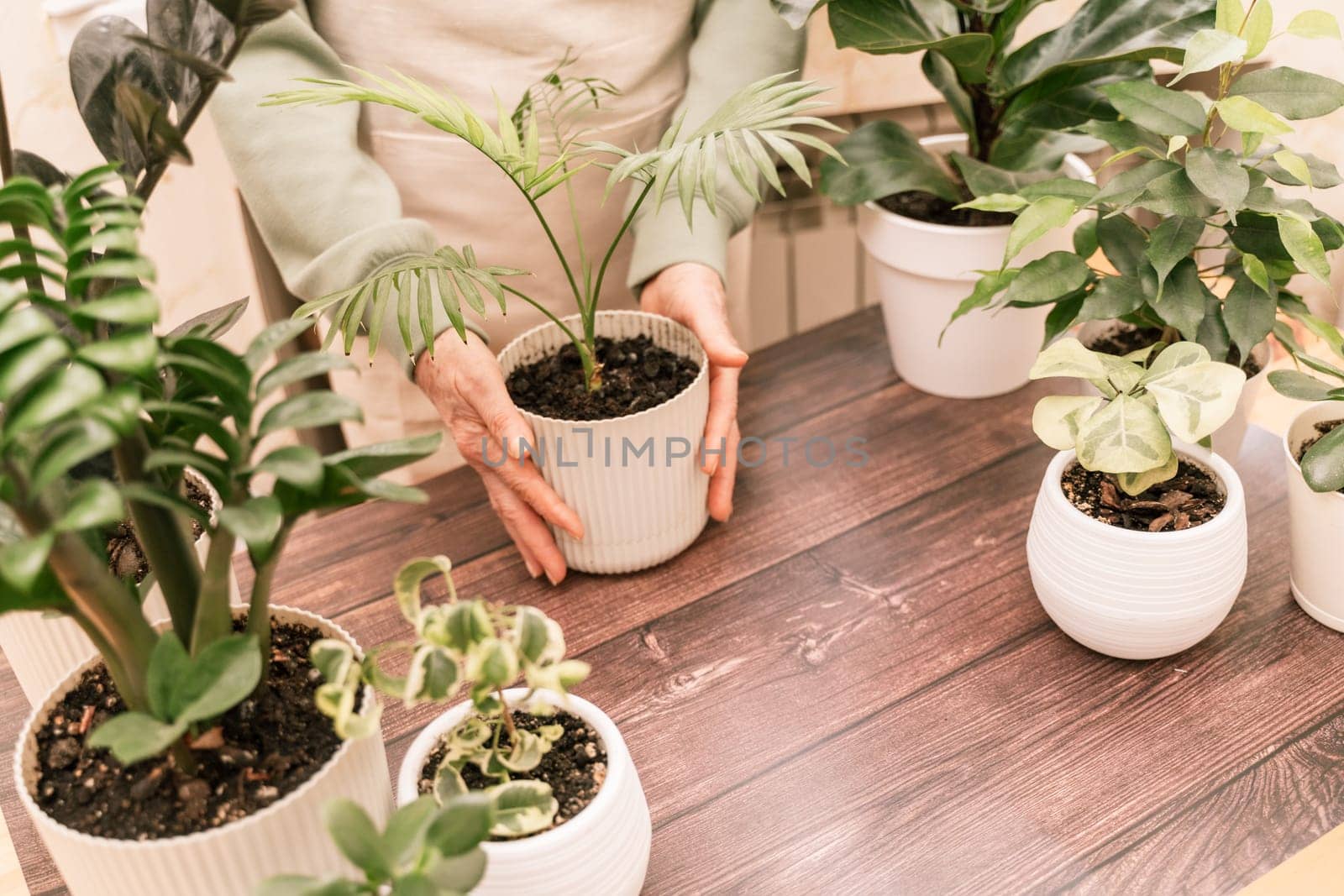 Home gardening, hobby, freelancing, cozy workplace. Grandmother gardener housewife in an apron holds a pot of Chamaedorea elegans in her hands.