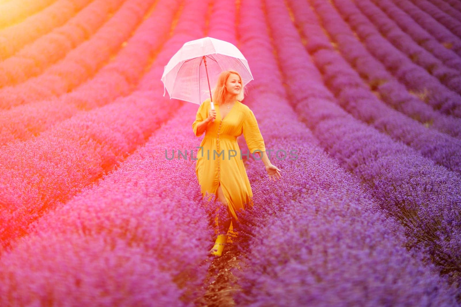 A middle-aged woman in a lavender field walks under an umbrella on a rainy day and enjoys aromatherapy. Aromatherapy concept, lavender oil, photo session in lavender.