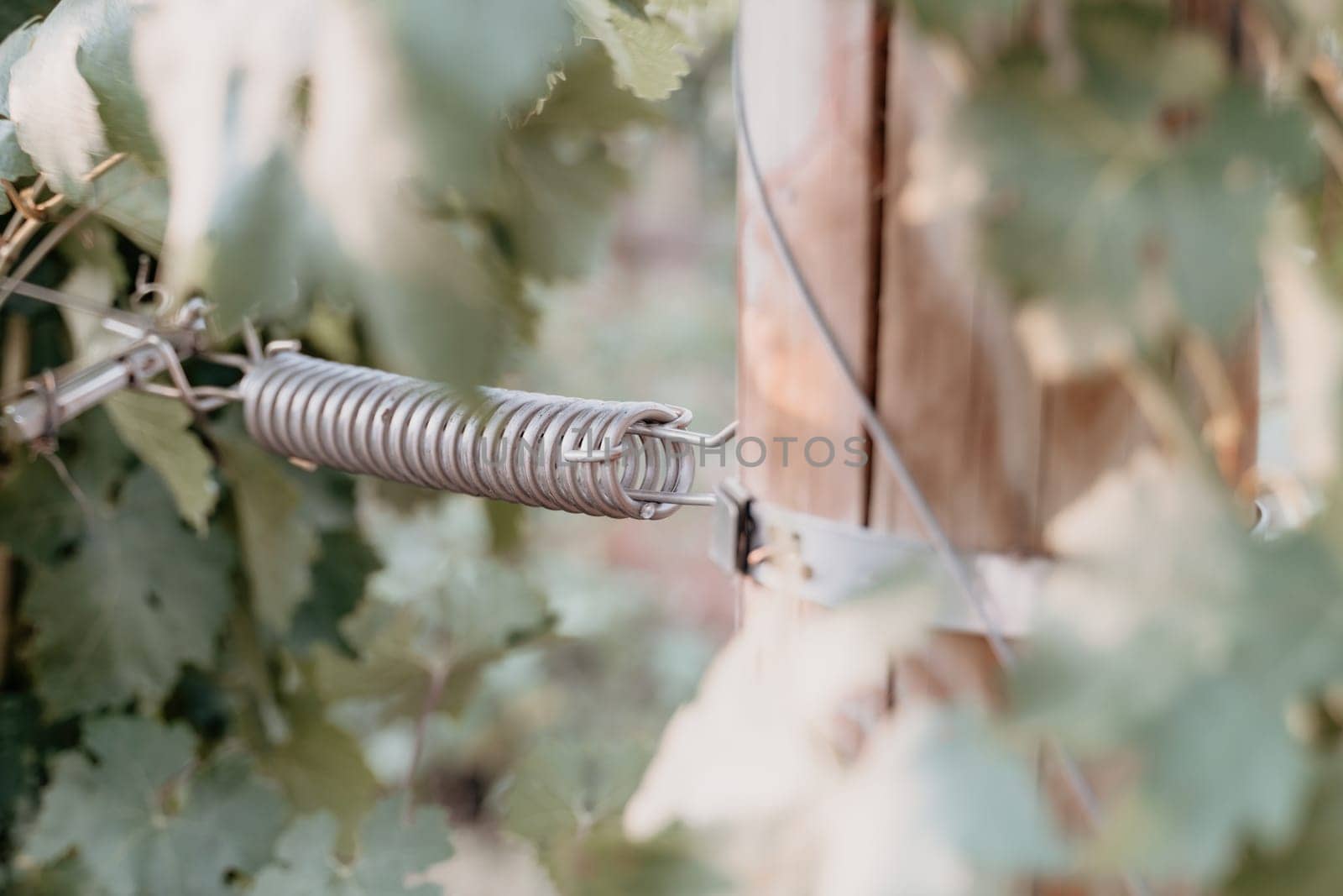 Woman picnic vineyard. Happy woman with a glass of wine at a picnic in the vineyard, wine tasting at sunset and open nature in the summer. Romantic dinner, fruit and wine. by panophotograph