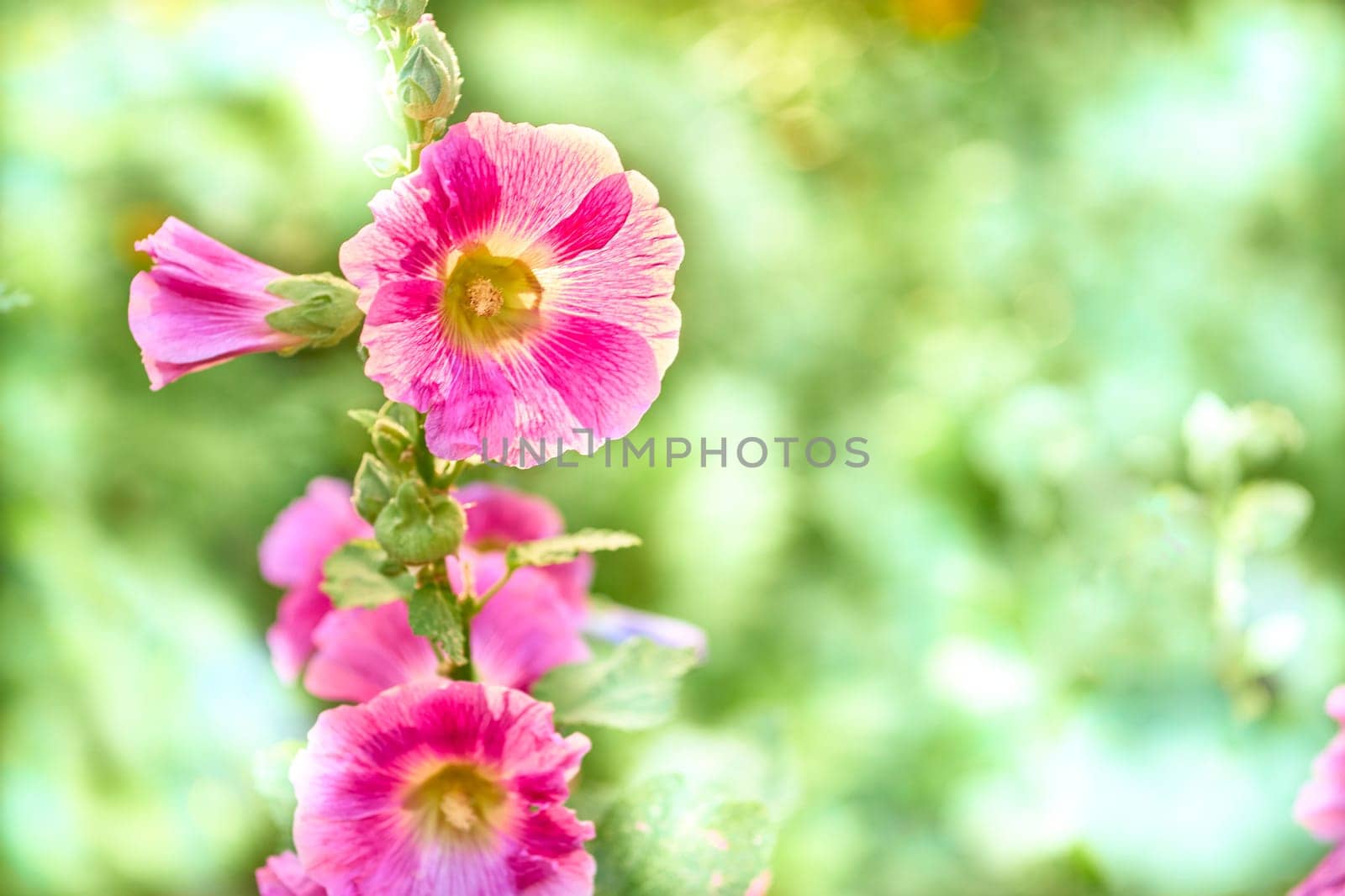 the seed bearing part of a plant, consisting of reproductive organs that are typically surrounded by a brightly colored petals sepals