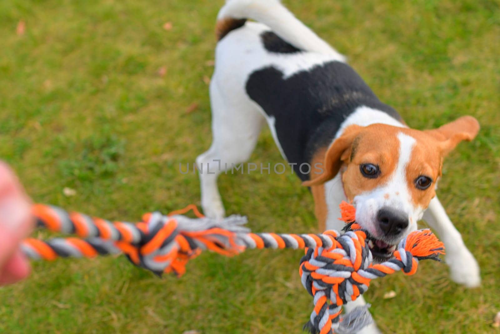 The dog is playing tug-of-war with the rope. Playful dog with toy. Tug of war between master and beagle dog