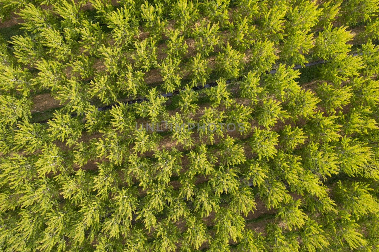 Aerial photographic shot of a poplar forest in spring by fotografiche.eu
