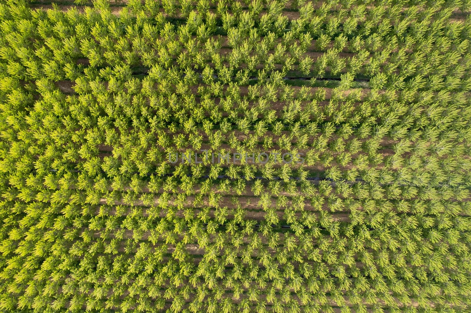 Aerial photographic shot of a poplar forest in spring by fotografiche.eu