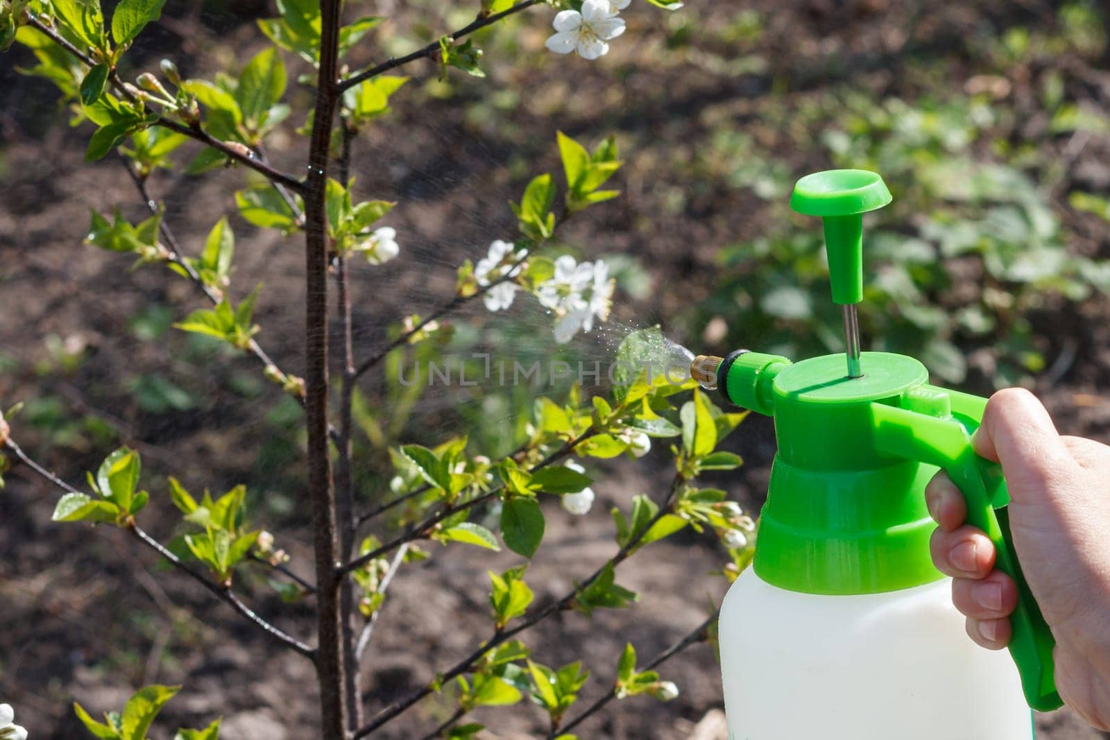 Farmer is sprinkling water solution on branches of apple tree with white flowers. Protecting fruit trees from fungal disease or vermin in spring. Selective focus on flowers.
