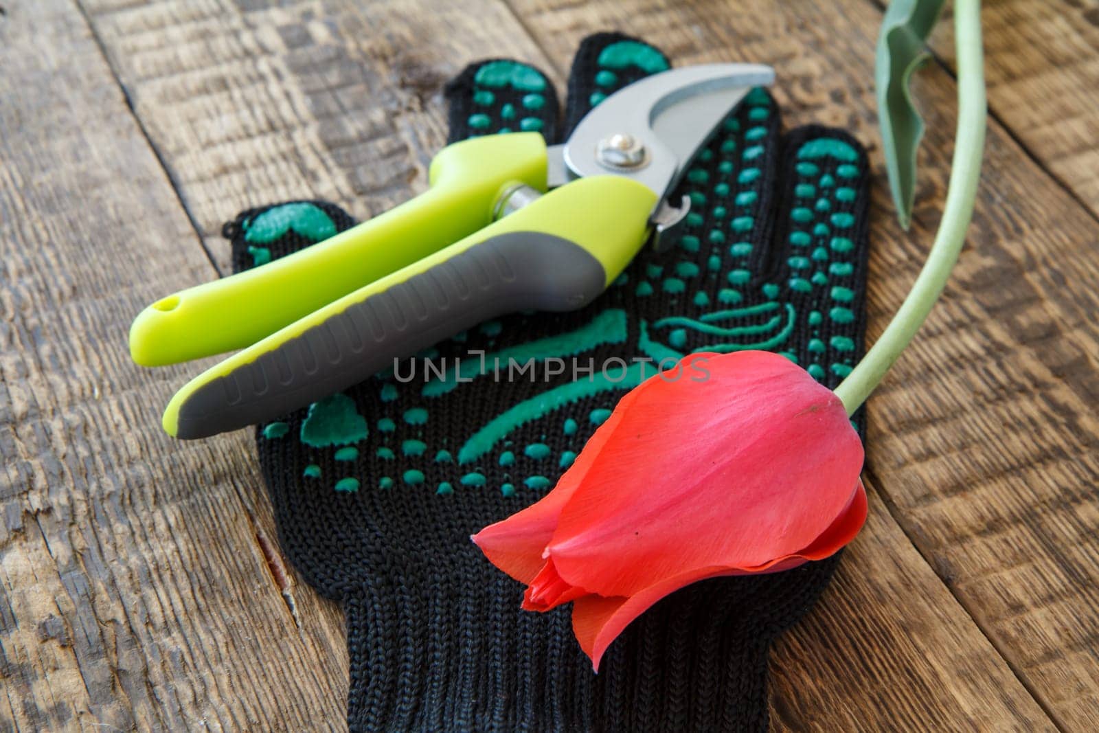 Garden glove, pruner and cut tulip on wooden board. Garden tools and equipment
