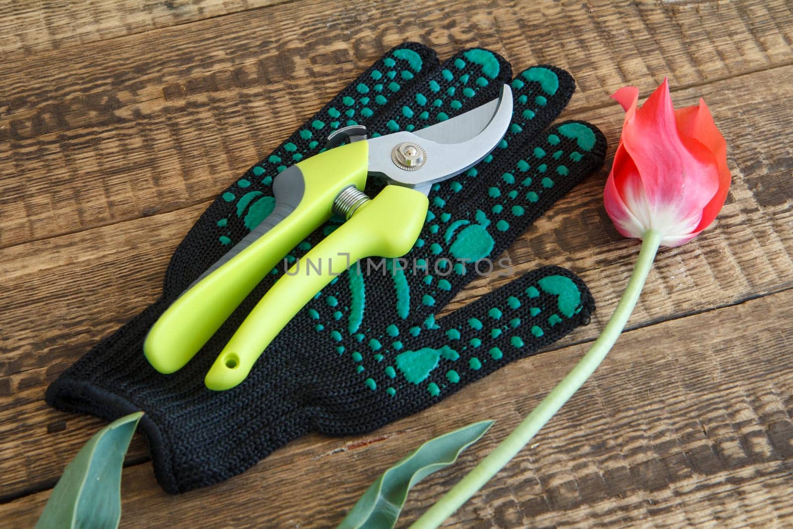 Garden glove, pruner and cut tulip on wooden board. Garden tools and equipment