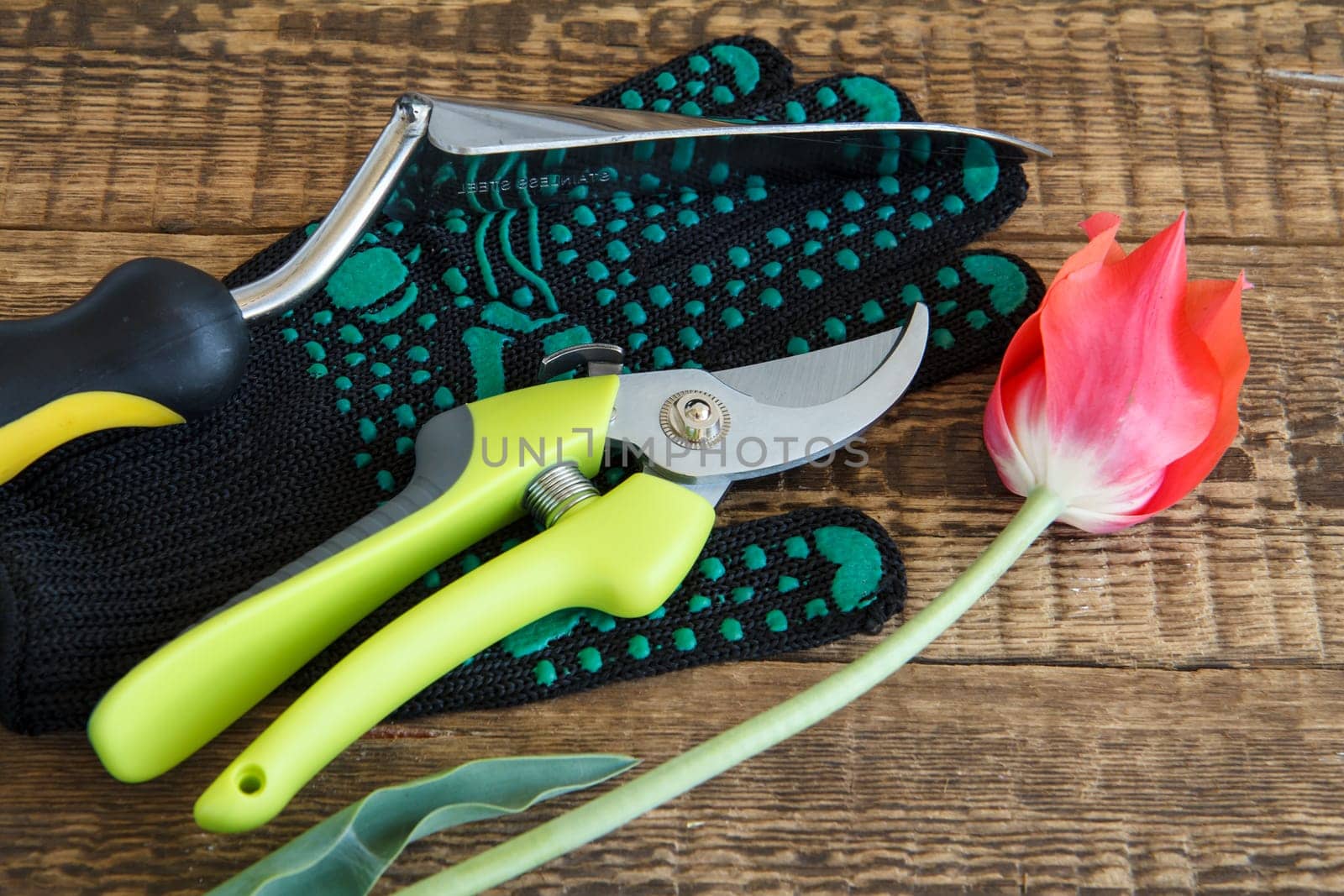 Garden black glove, pruner, hand trowel and cut red tulip on wooden boards. Garden tools and equipment.