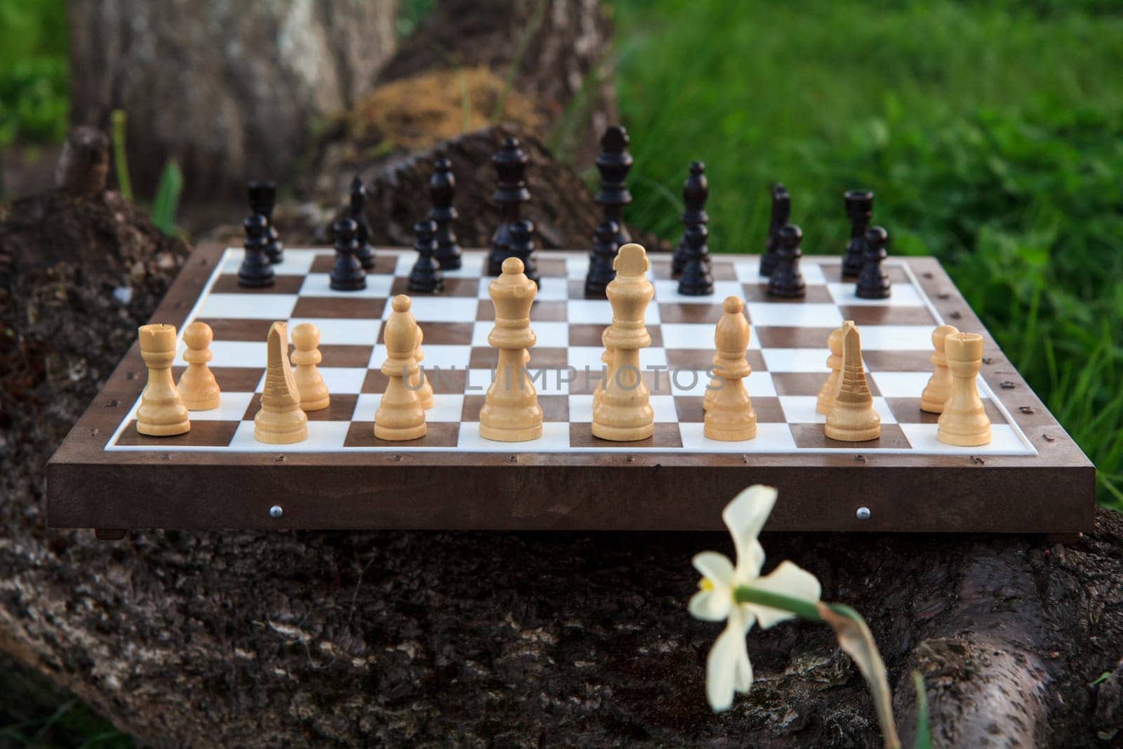 Chess board with chess pieces on tree trunk and green grass. by mvg6894