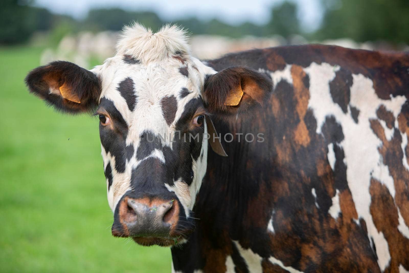 cowhead of normandic race cow in meadow by ahavelaar