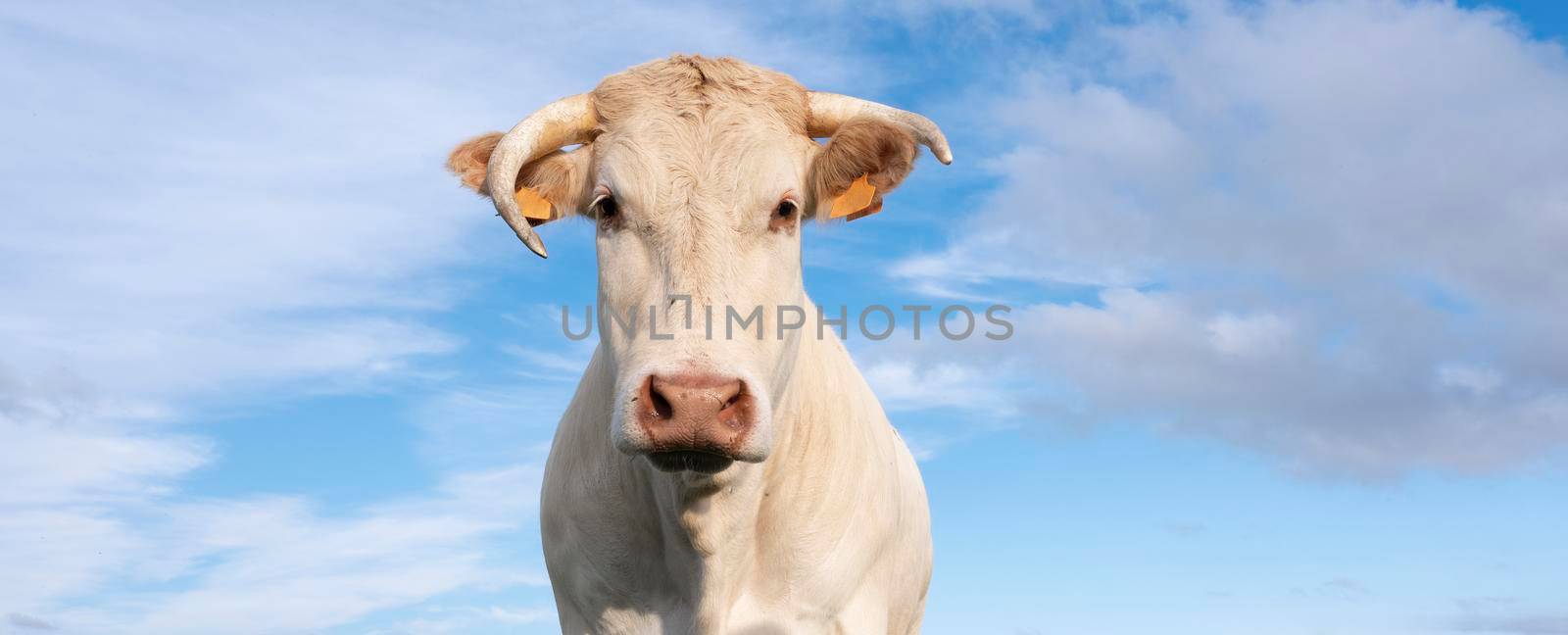 closeup of blonde d'aquitaine cow under blue sky in green summer meadow