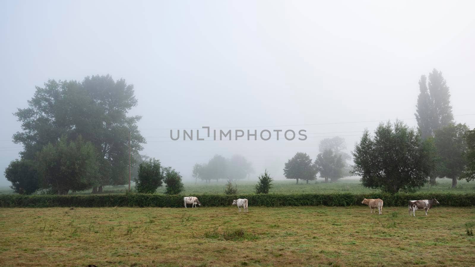 cows in misty morning meadow near river seine in northern france by ahavelaar