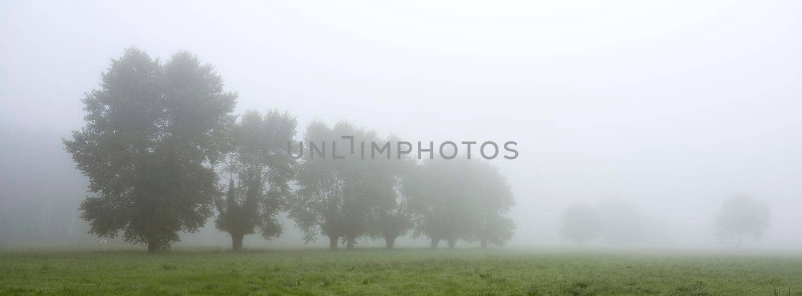 meadow with trees in morning mist of french normandy on panorama photograph