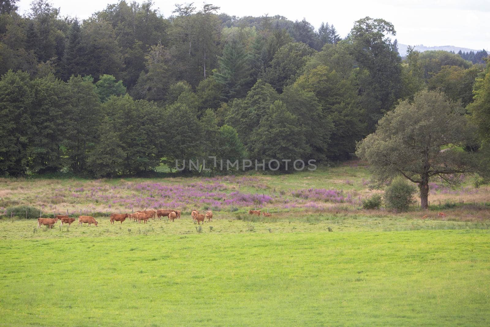limousin cows in french green grassy meadow near heather and forest not far from limoges