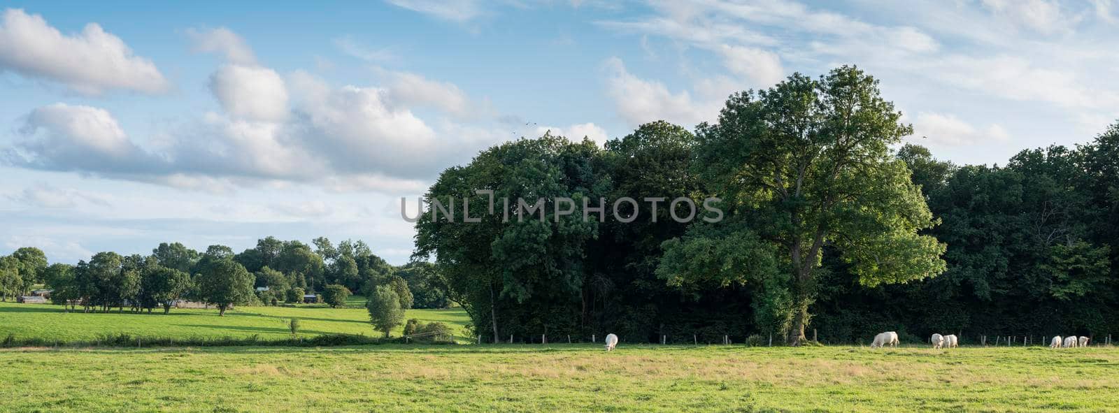 cows and trees near meadow with cows in french natural park boucles de la seine between rouen and le havre in france under blue summer sky