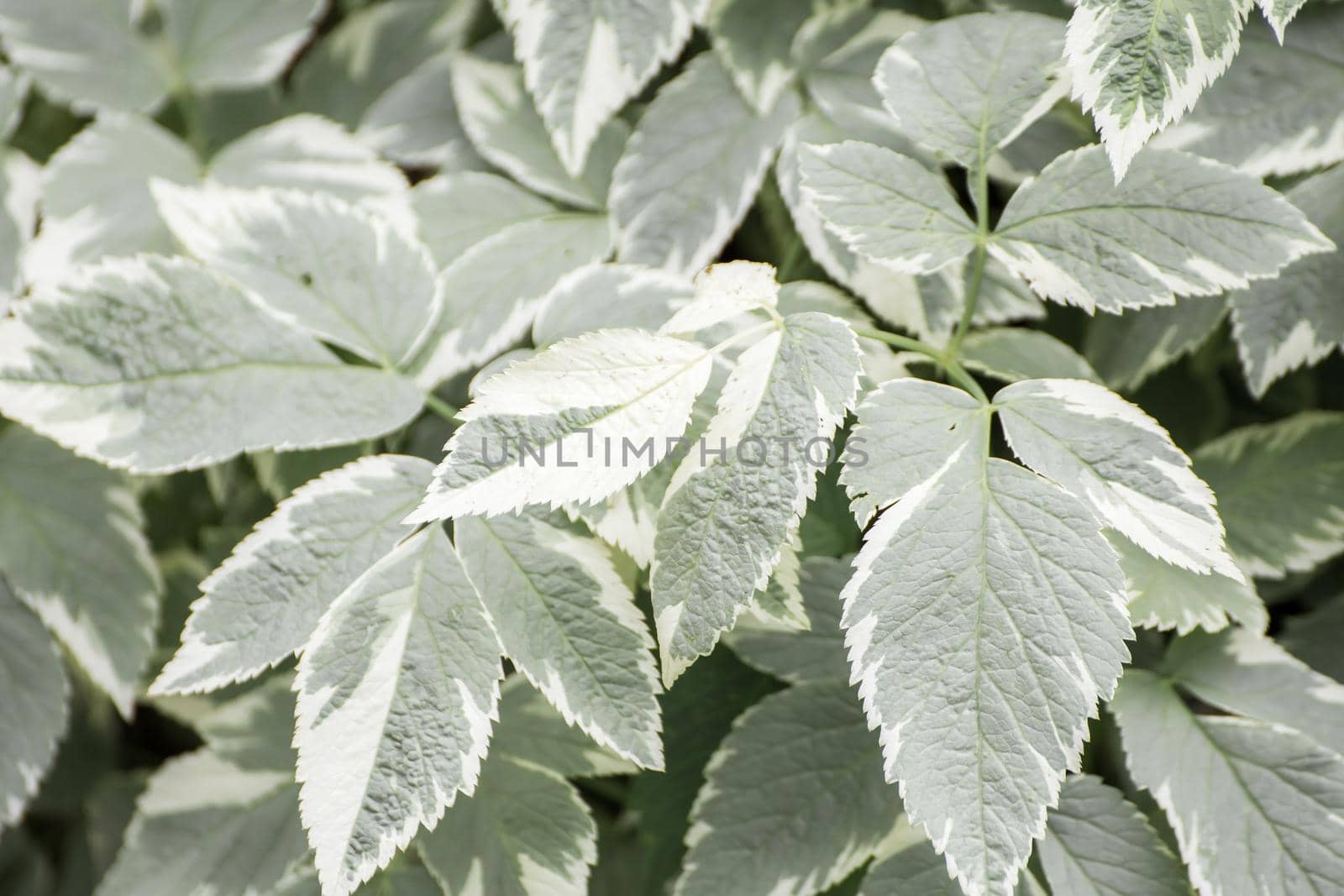 Background from green leaves with white edges. Abstraction from greening plants. Backdrop, substrate, texture for postcards, presentations, screensavers, captions, inscriptions or desktop wallpaper.