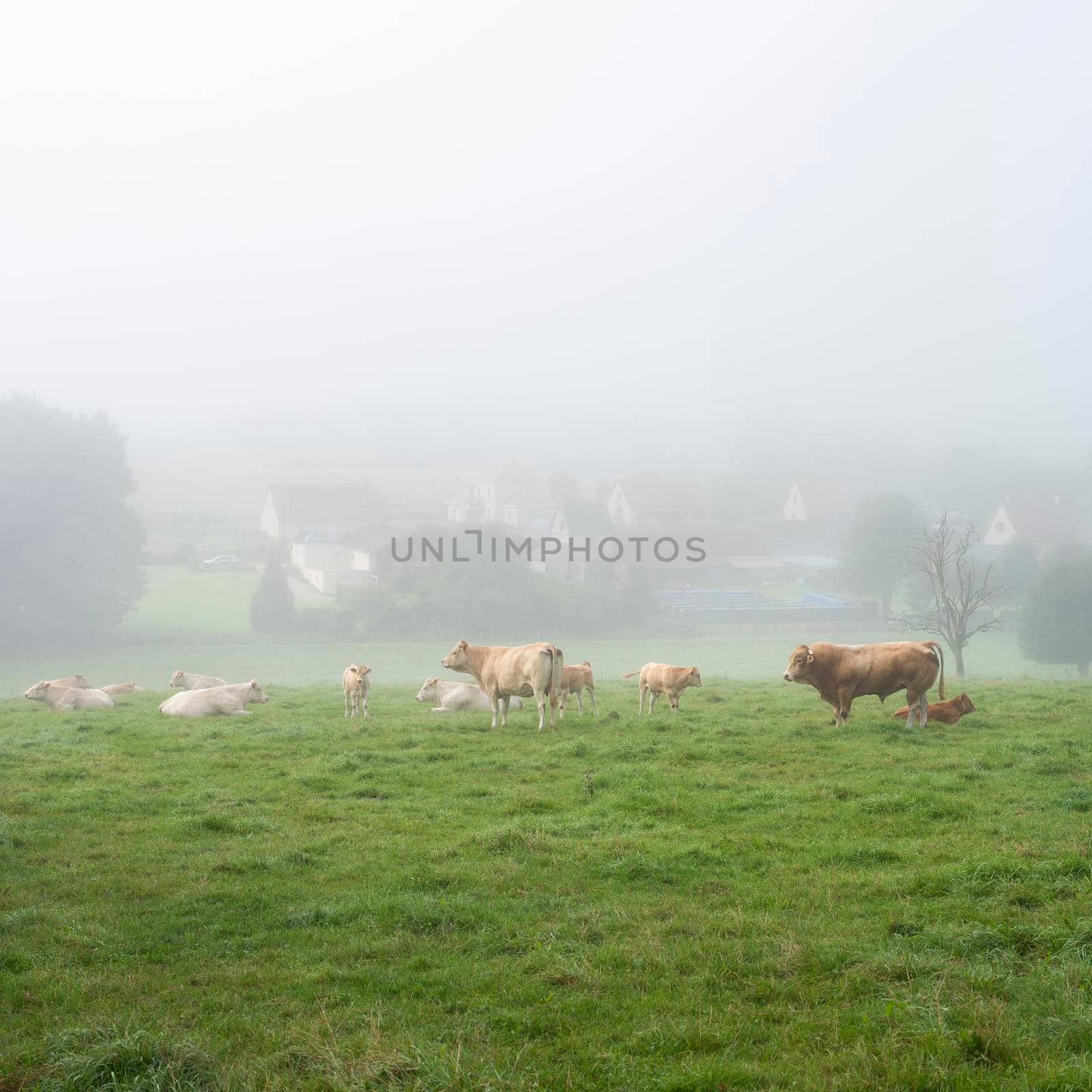 cows and bull in green meadow on foggy morning near village in regional park boucles de seine between rouwn and le havre in northern france