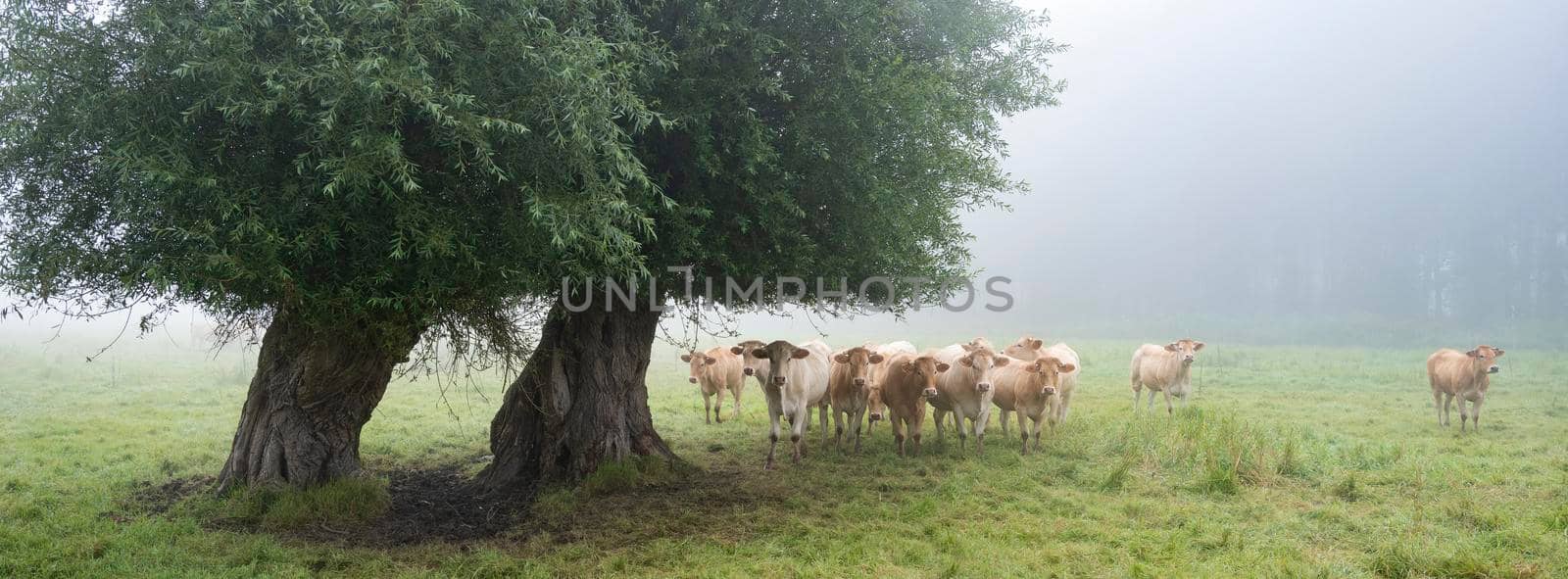 blonde d'aquitaine cows in misty morning meadow near river seine in northern france by ahavelaar