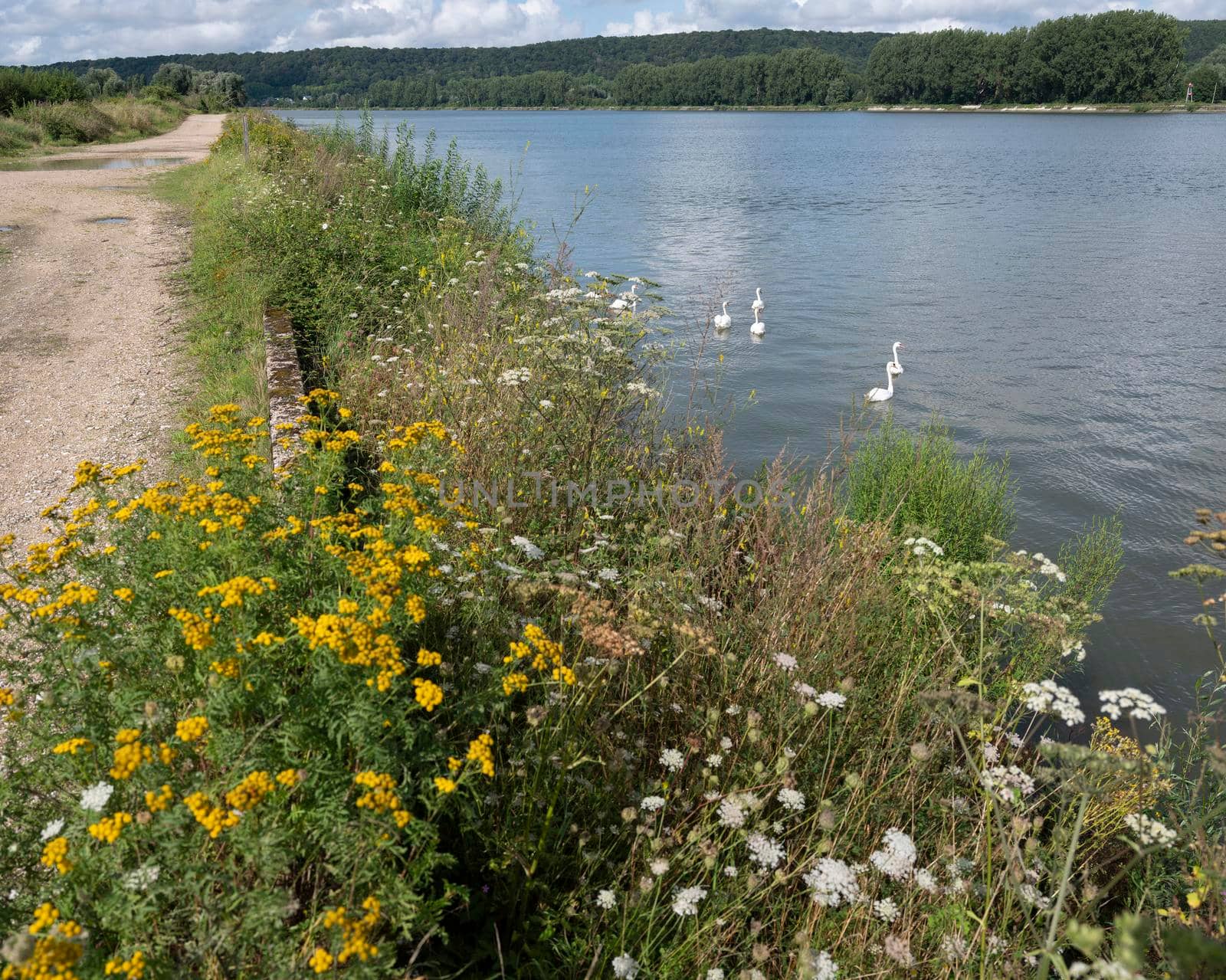 white swans in river seine somewhere between rouen and le havre by ahavelaar