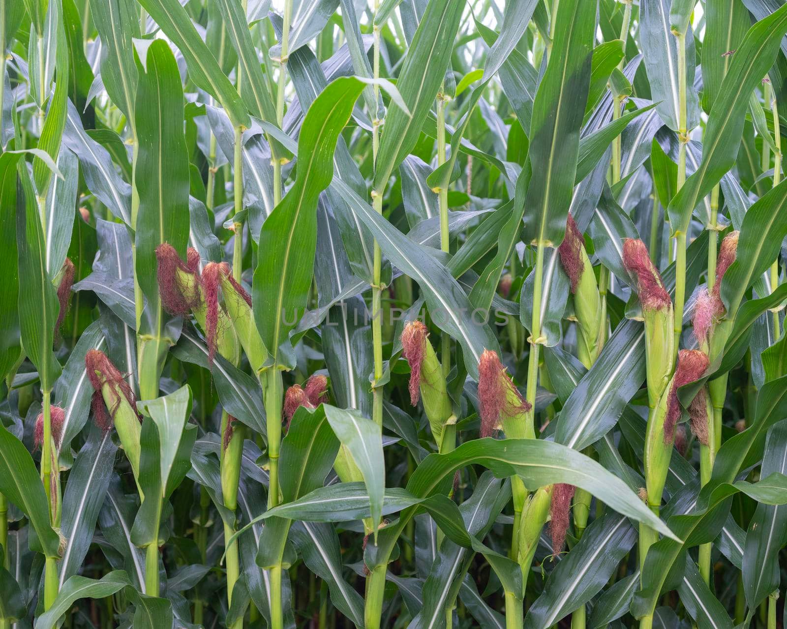 cornfield with cobs almost ready for harvest and red plumes in closeup