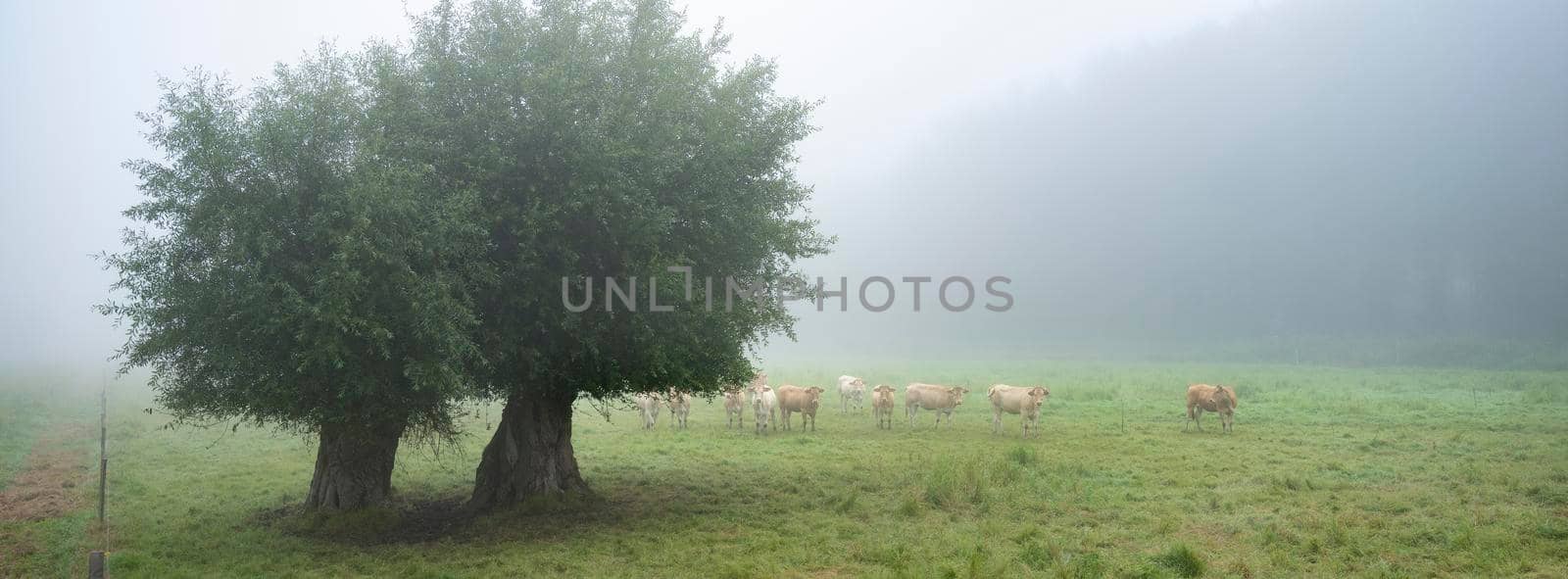 blonde d'aquitaine cows in misty morning meadow near river seine in northern france by ahavelaar