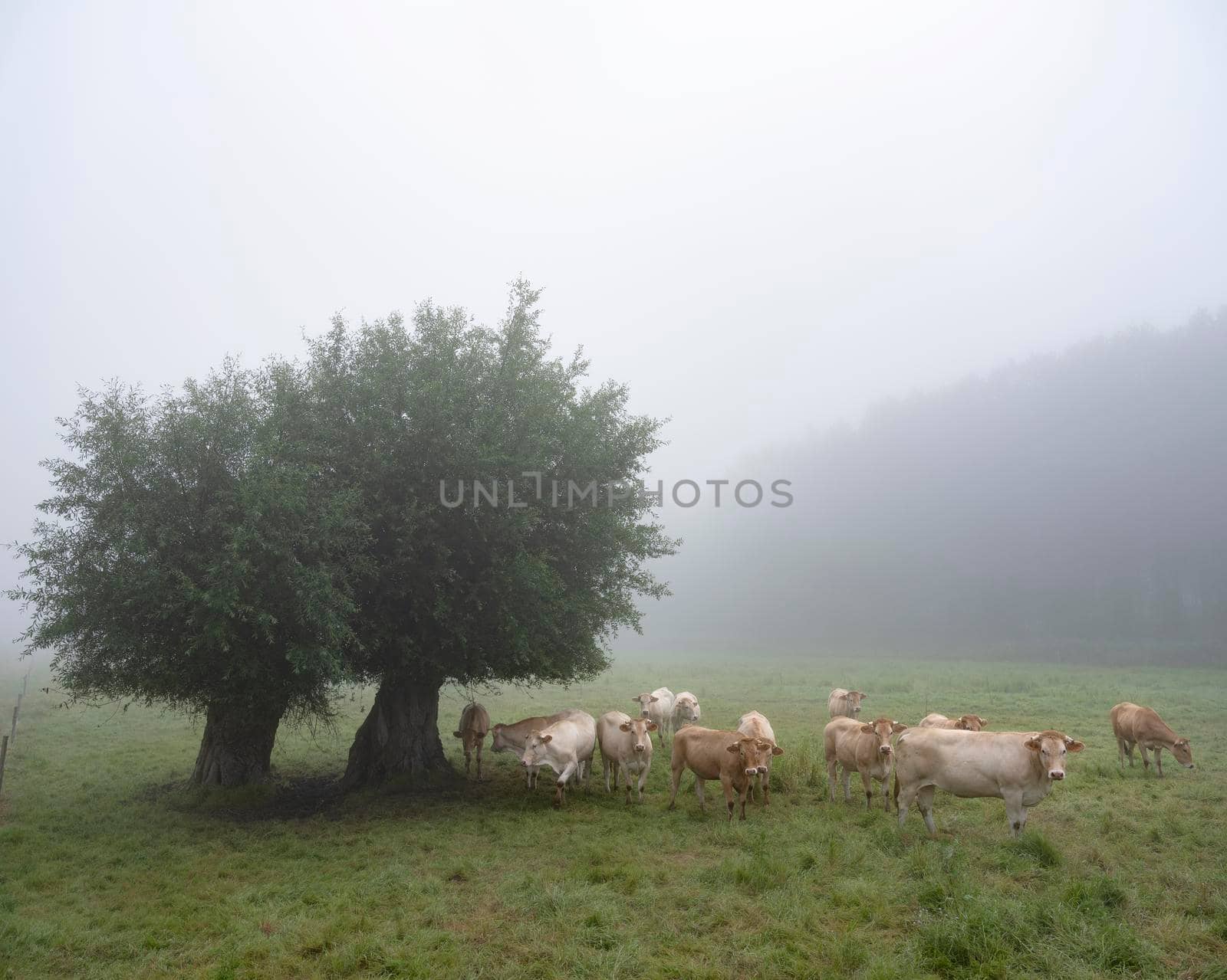 blonde d'aquitaine cows in misty morning meadow near river seine in northern france by ahavelaar