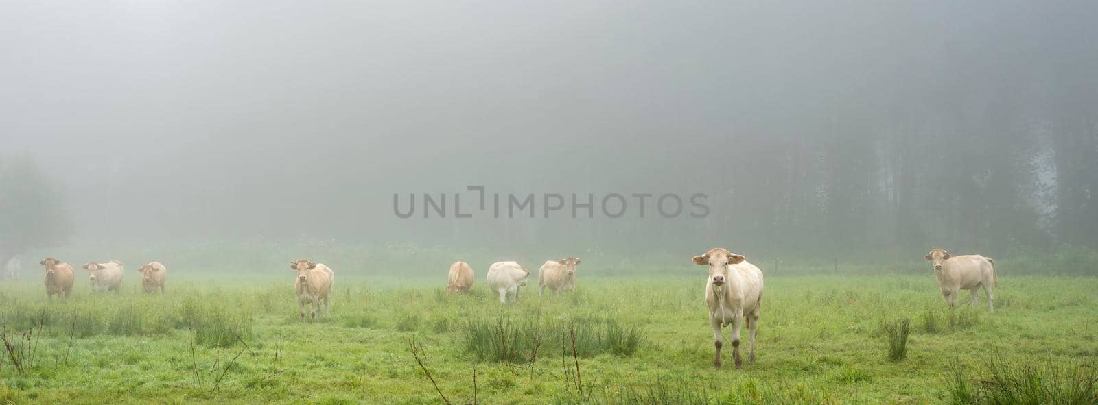 curious blonde d'aquitaine cows in misty morning meadow with willow trees near river seine in northern france