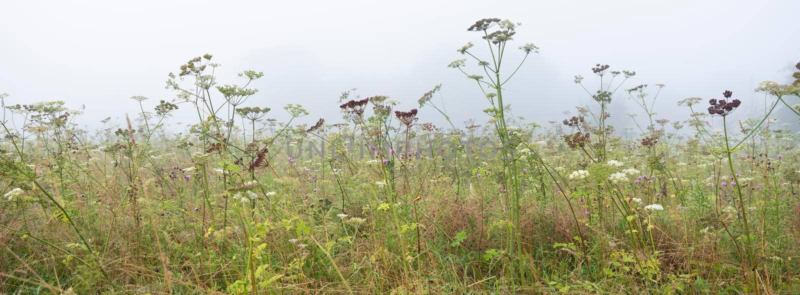 field with summer flowers in foggy regional park boucles de la seine near rouen in french normandy